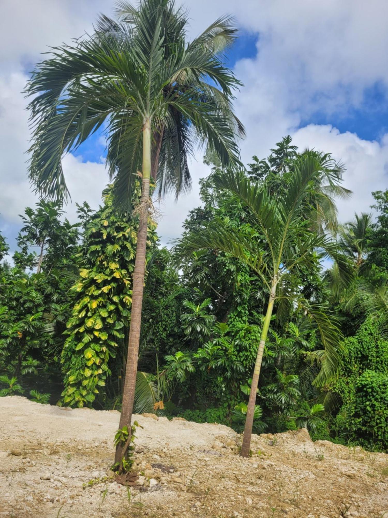 Ti Cocon Nature Sainte-Anne (Grande-Terre) Exterior foto